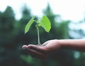 Plant growing in hand